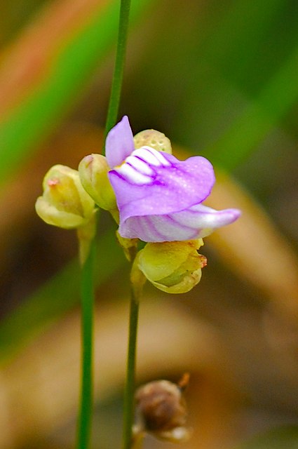 ホザキノミミカキグサの花と果実