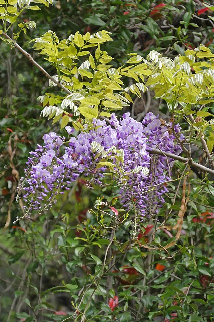 フジの花序