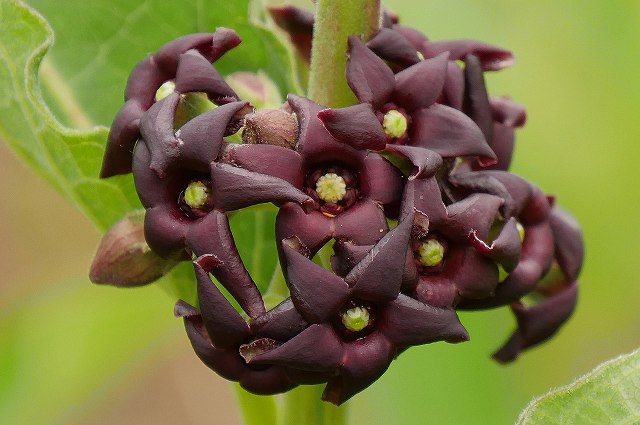 フナバラソウの花