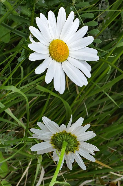 フランスギクの頭花