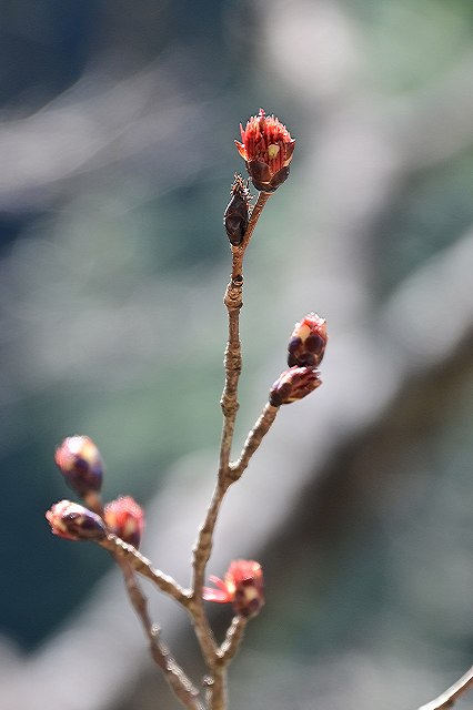 フサザクラの花芽