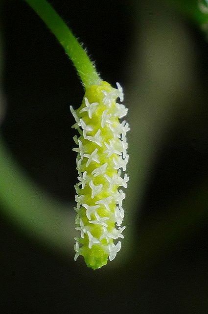 フウトウカズラの雌花