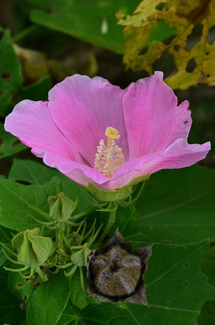 フヨウの花