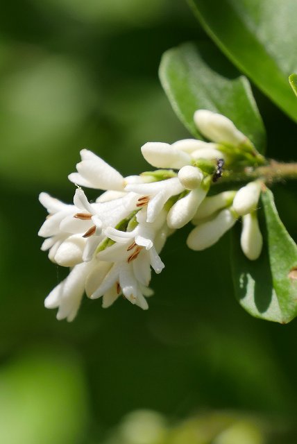 イボタノキの花