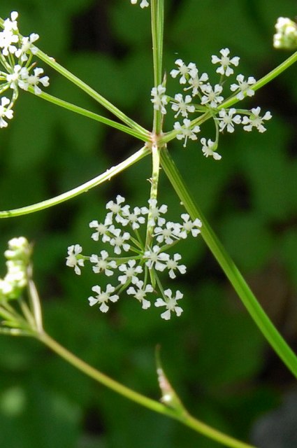 イブキゼリモドキの花