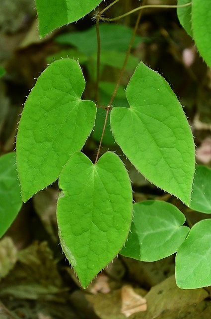 イカリソウの葉-2