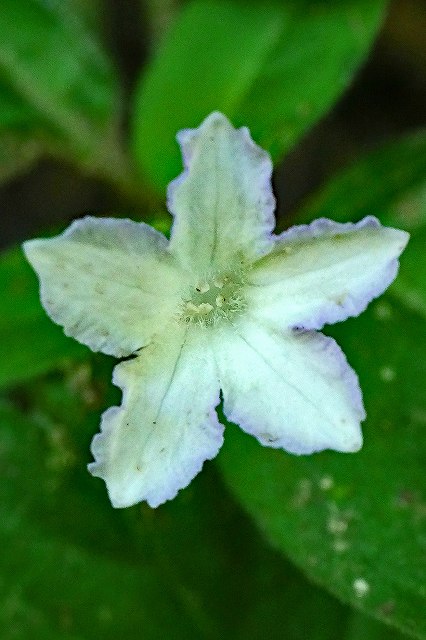 イナモリソウの花冠