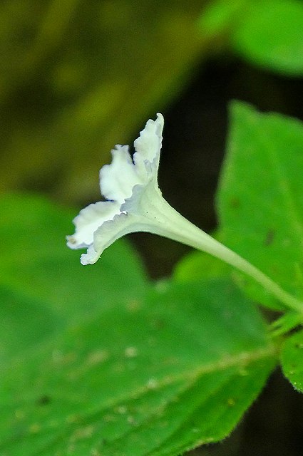 イナモリソウの花冠-2