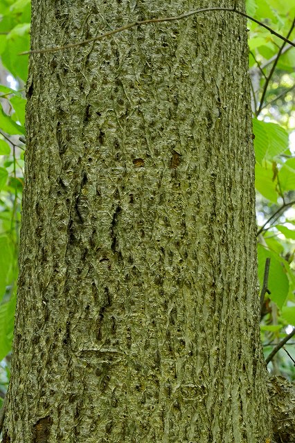 イヌブナの樹皮