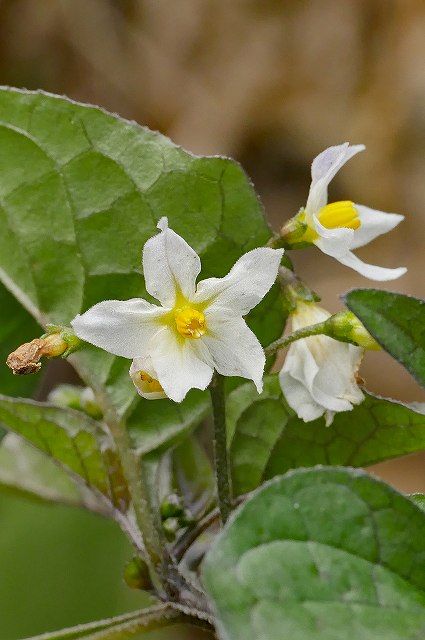 イヌホオズキの花