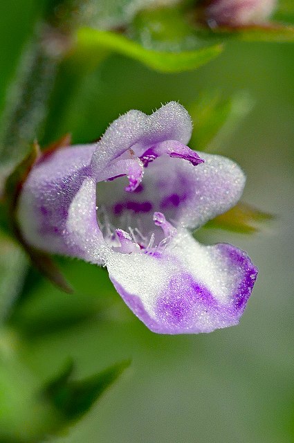 イヌコウジュの花冠