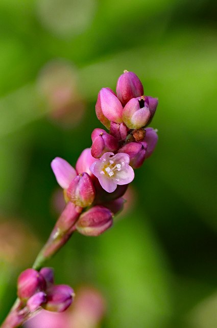 イヌタデの花