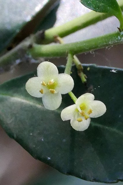 イヌツゲの花