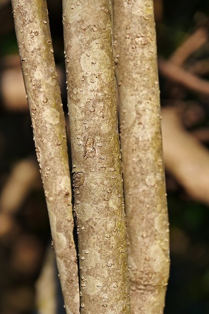 イヌツゲの樹皮