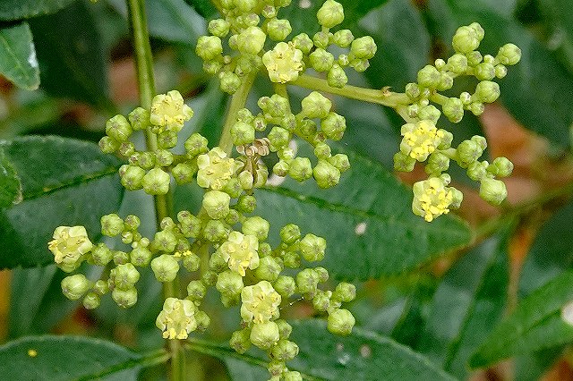 イヌザンショウの雄花