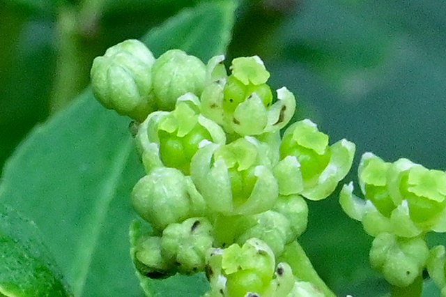 イヌザンショウの雌花