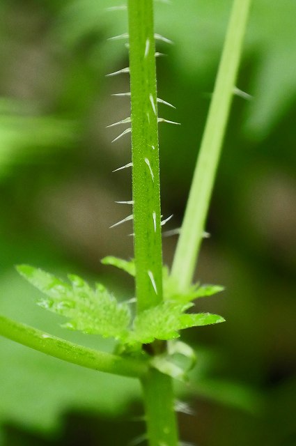 イラクサの茎の刺毛