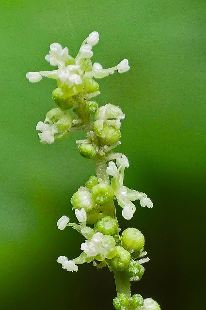 イラクサの雄花