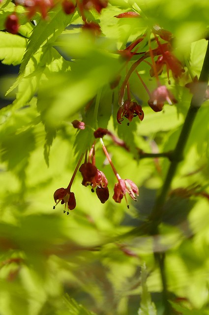 イロハモミジの花