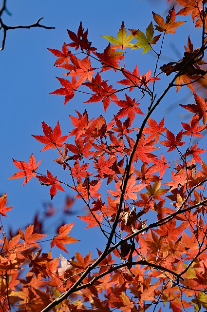 イロハモミジの紅葉