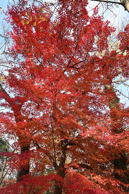 イロハモミジの紅葉-2