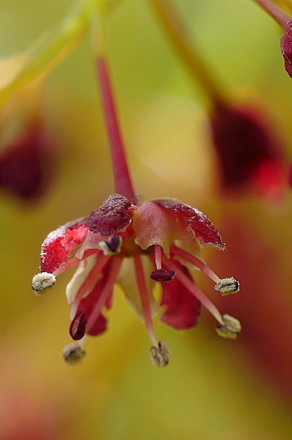 イロハモミジの雄花