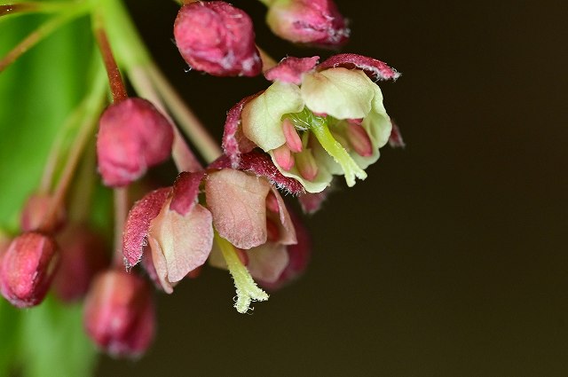 イロハモミジの雌花