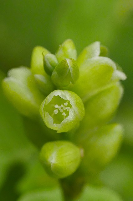 イシミカワの花