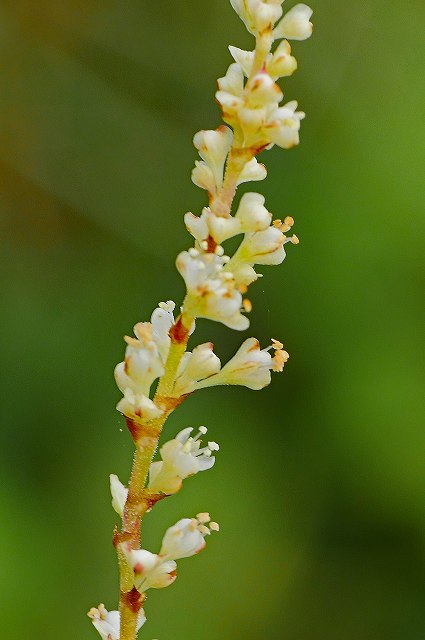 イタドリの雄花