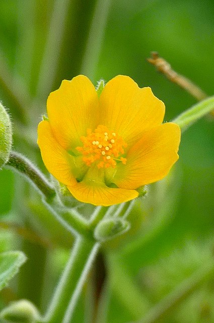 イチビの花