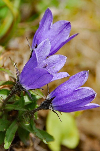 イワギキョウの花