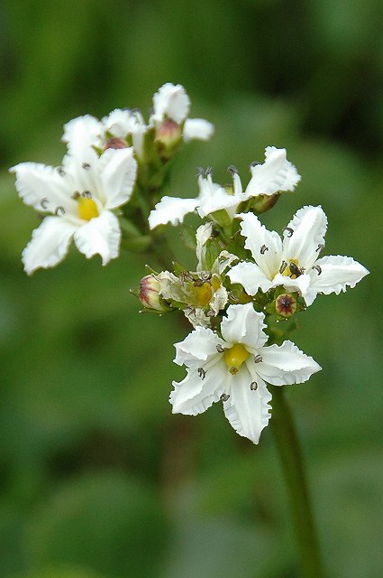 イワイチョウの花（短花柱花）