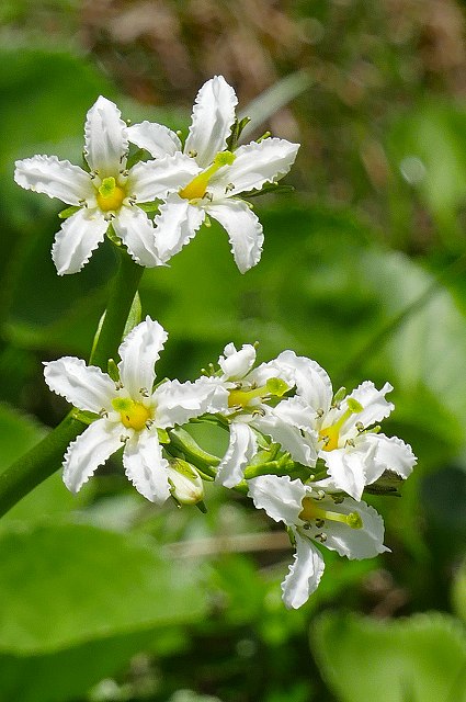 イワイチョウの花（長花柱花）