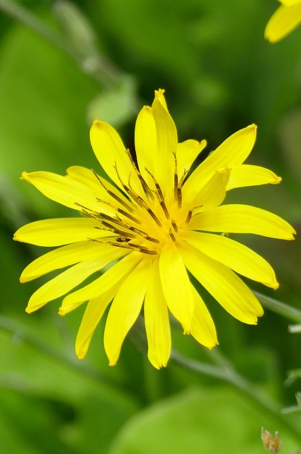 イワニガナの頭花