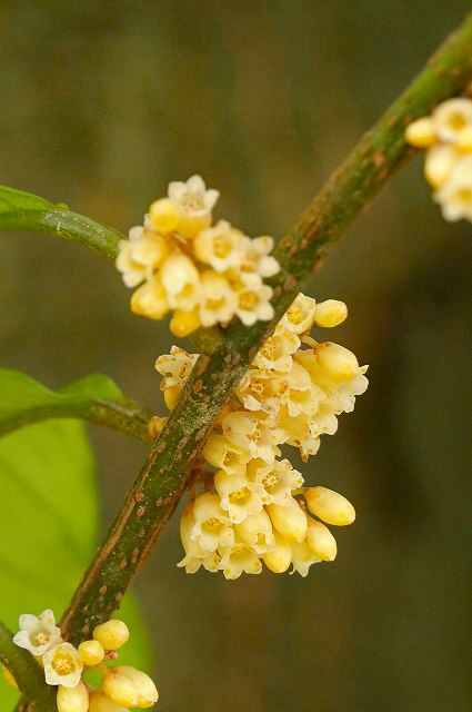 イズセンリョウの花序