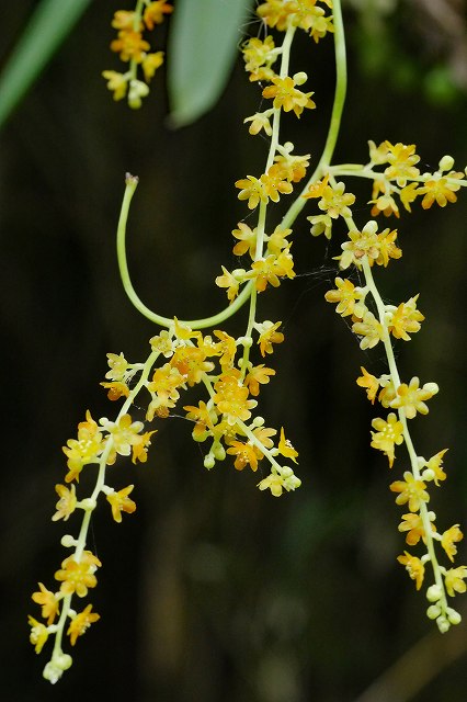 カエデドコロの雄花序