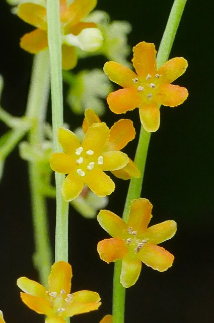 カエデドコロの雄花