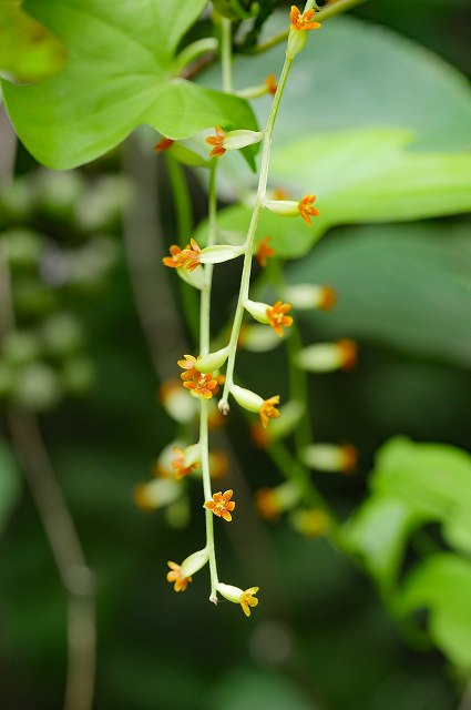 カエデドコロの雌花序