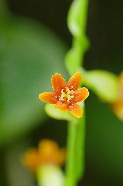 カエデドコロの雌花