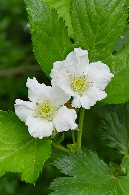 カジイチゴの花