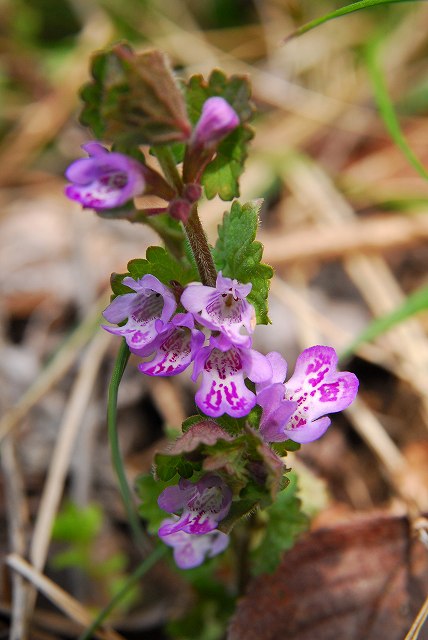 カキドオシ　花色の濃いもの