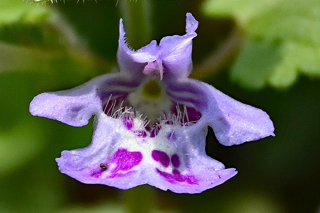 カキドオシの花