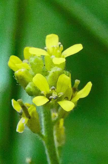 カキネガラシの花
