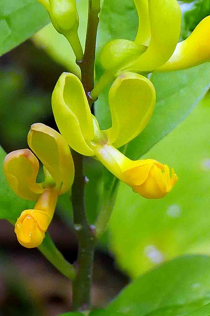 カキノハグサの花