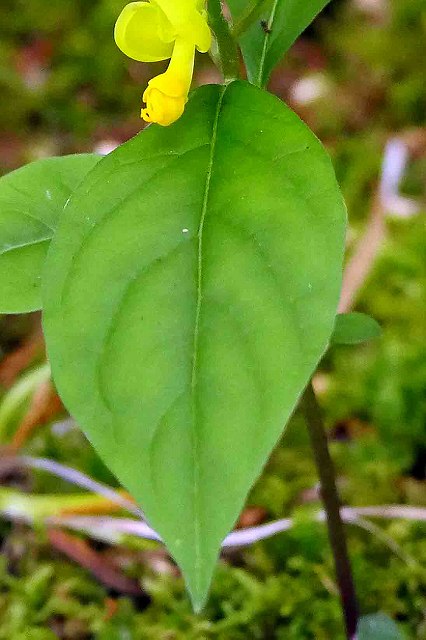 カキノハグサの葉