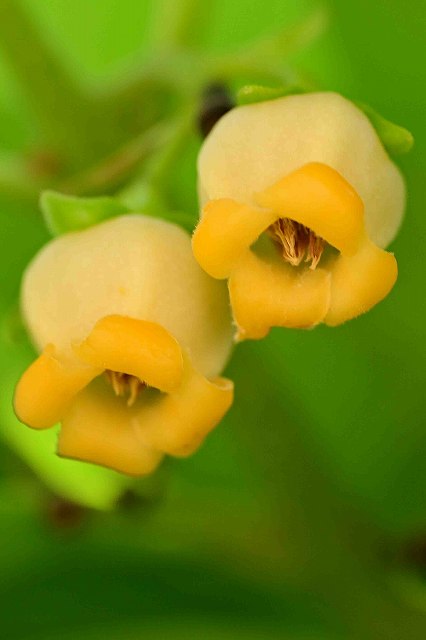 カキノキの花