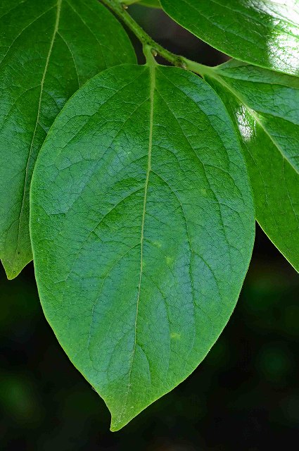 カキノキの葉