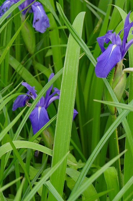 カキツバタの葉