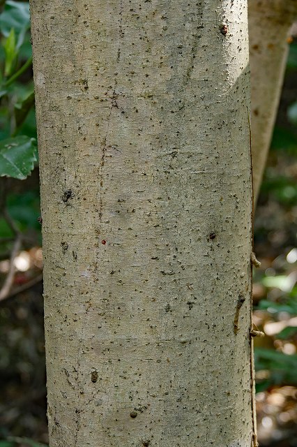 カクレミノの樹皮