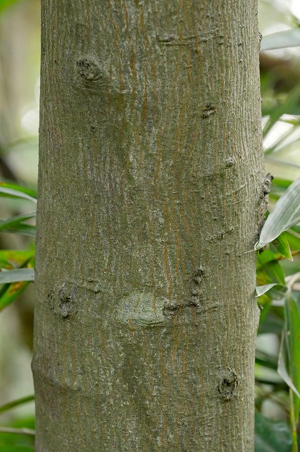 カマツカの樹皮